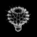 Protozoa