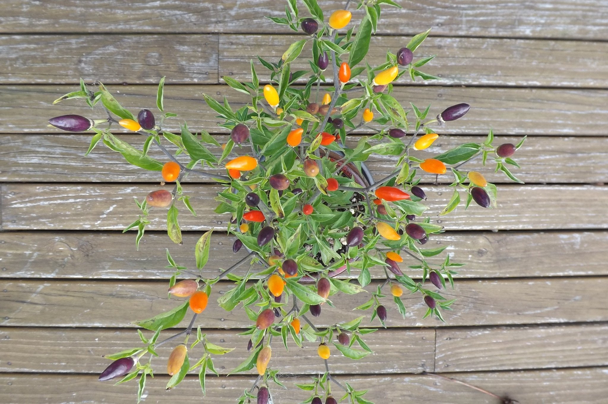 Comparing chilli varieties