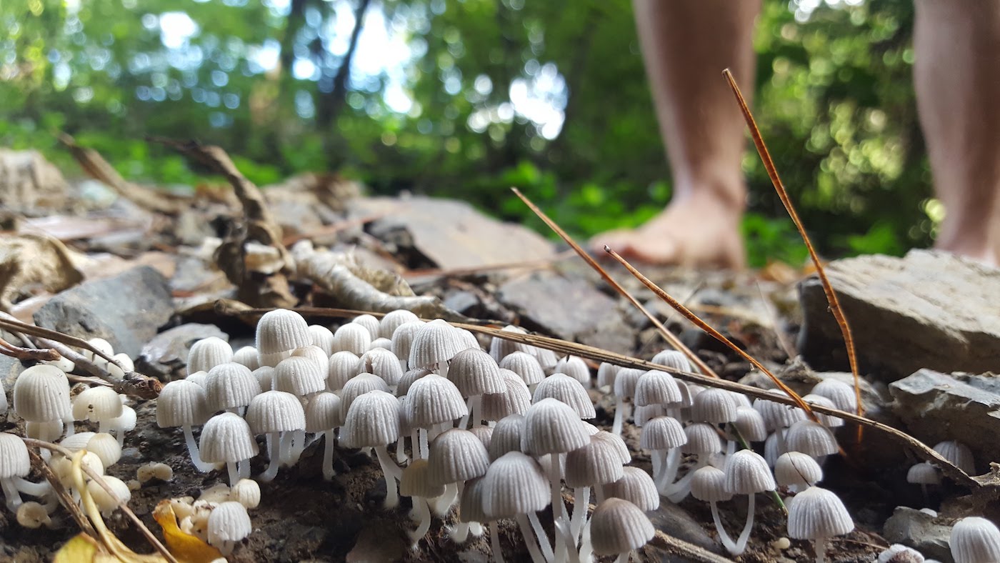 Mushroom identification